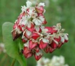 Buckwheat is not actually a grain