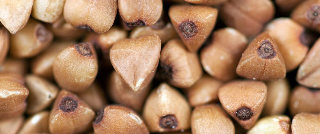 Is Buckwheat a seed or a grain?
